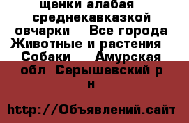 щенки алабая ( среднекавказкой овчарки) - Все города Животные и растения » Собаки   . Амурская обл.,Серышевский р-н